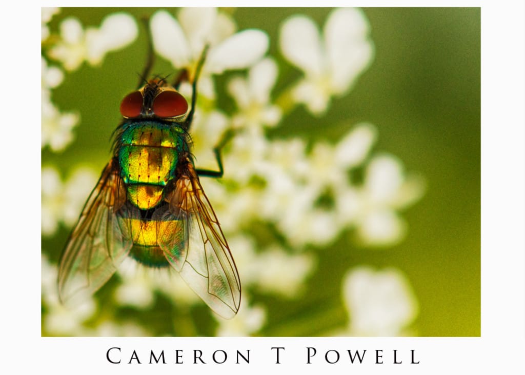 fly