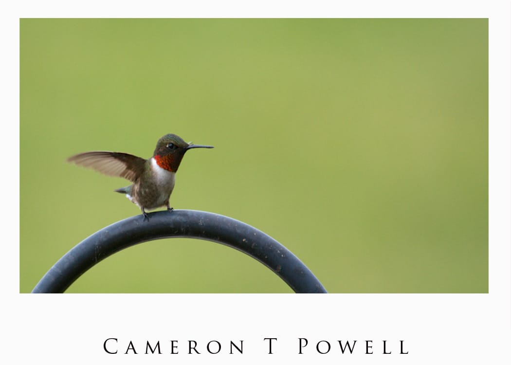 ruby throated humming bird