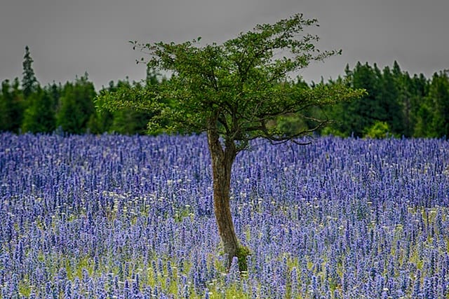 CTP_2093_HDR