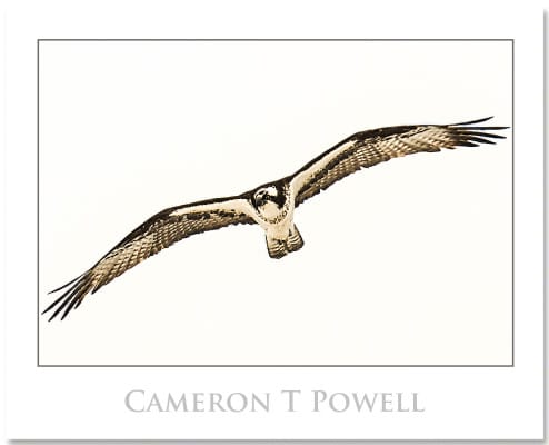 camerontpowell 001 copy