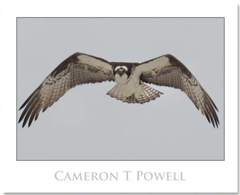 camerontpowell 001