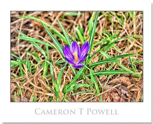 camerontpowell 001