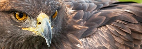 cropped-cropped-copy-geagle12345.jpg