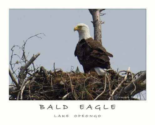 EAGLE 12345678