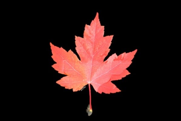 LEAF