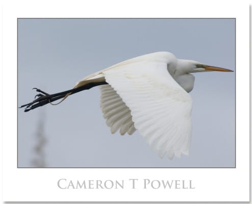 egret 14