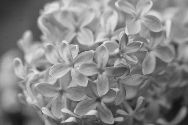 DSC_6573 (1)