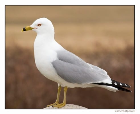 gull