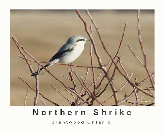 calander Northern shrike 2013 (2)