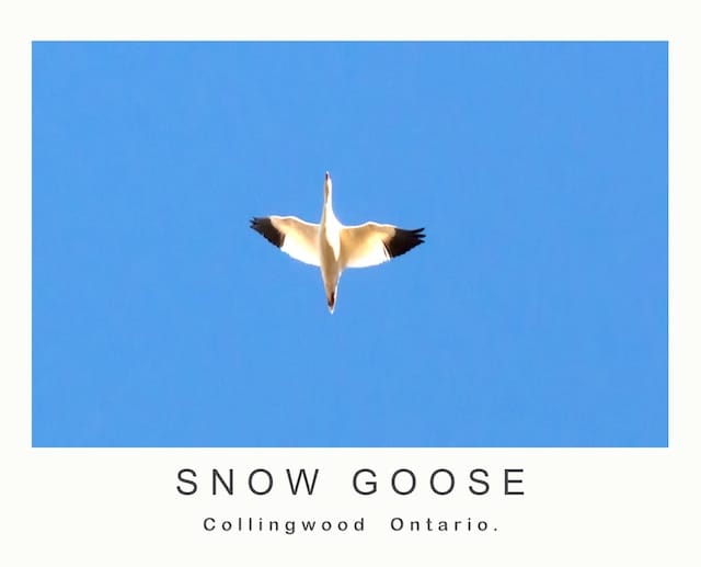 calander SNOW GOOSE 2013 (1)