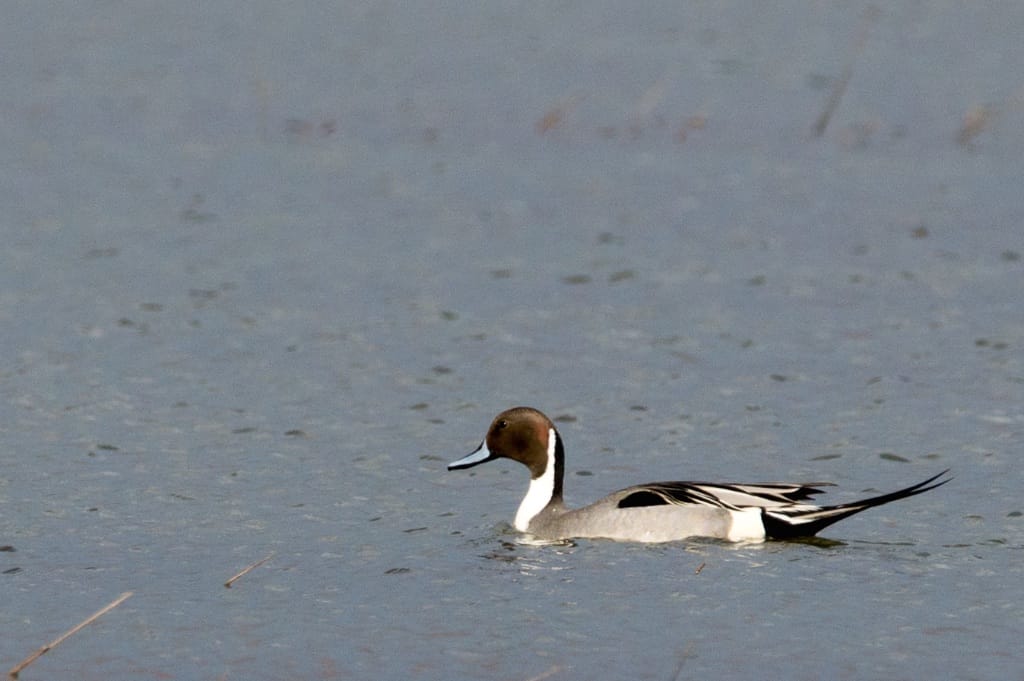 NORTHERN PINTAIL 1