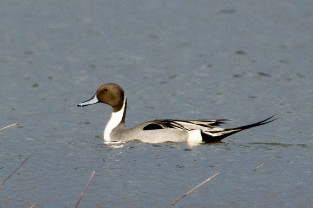 NORTHERN PINTAIL 2