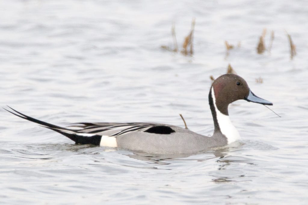 NORTHERN PINTAIL 5