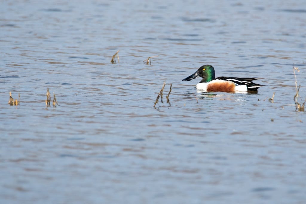 NORTHERN SHOVELER 1