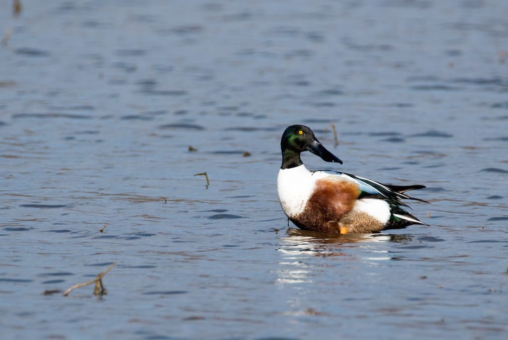 NORTHERN SHOVELER 2