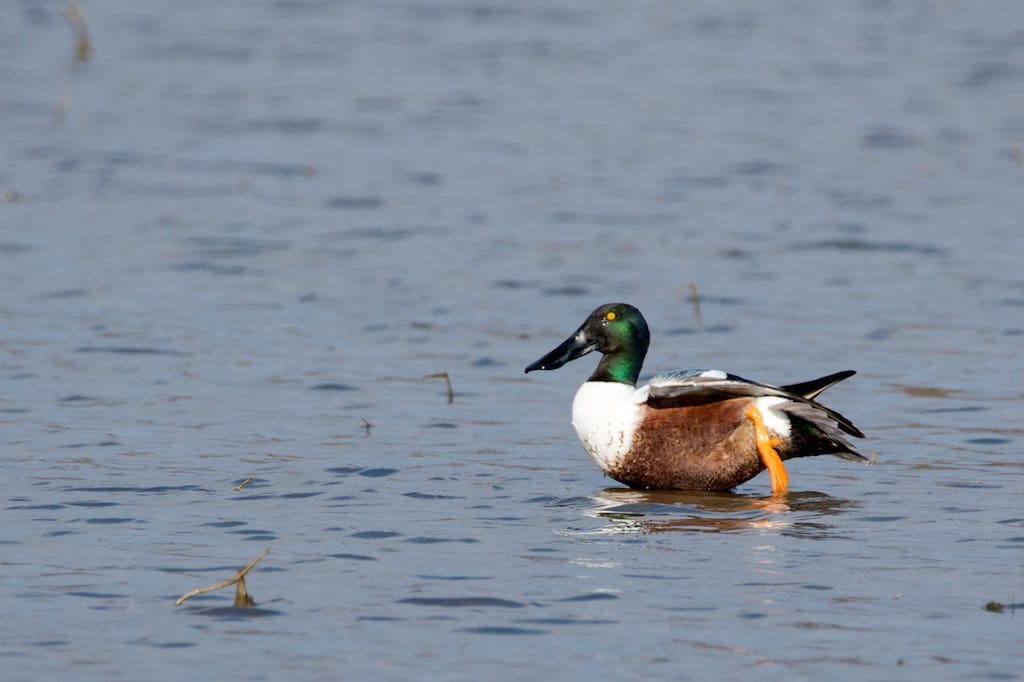 NORTHERN SHOVELER 3