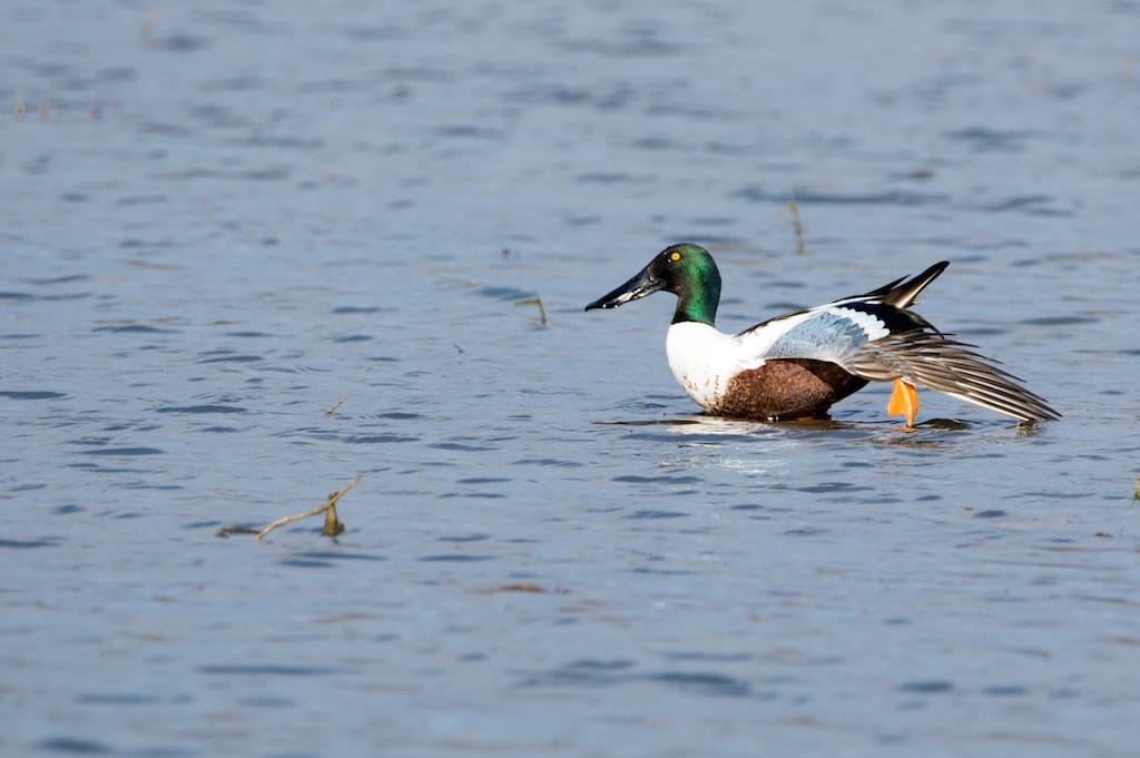 NORTHERN SHOVELER 4