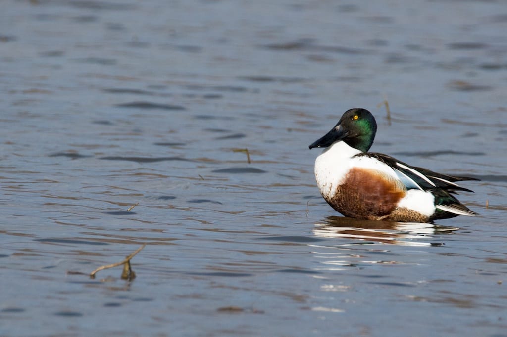 NORTHERN SHOVELER 5