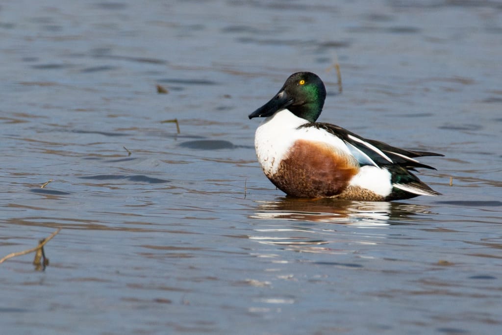 NORTHERN SHOVELER 6