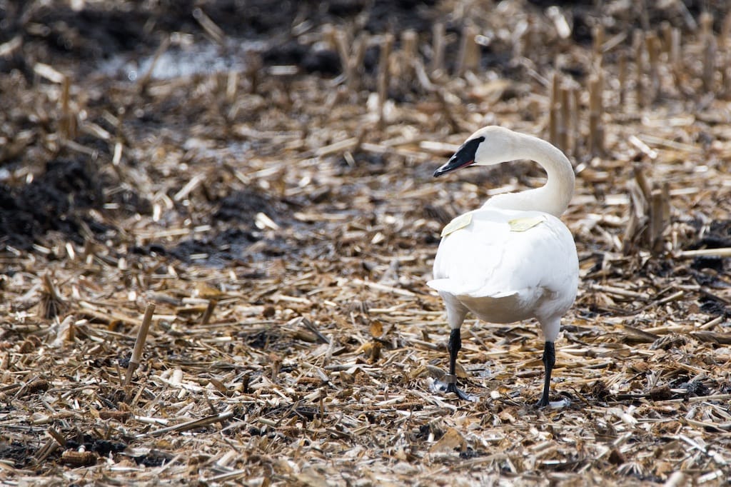 TRUMPETER SWAN 2