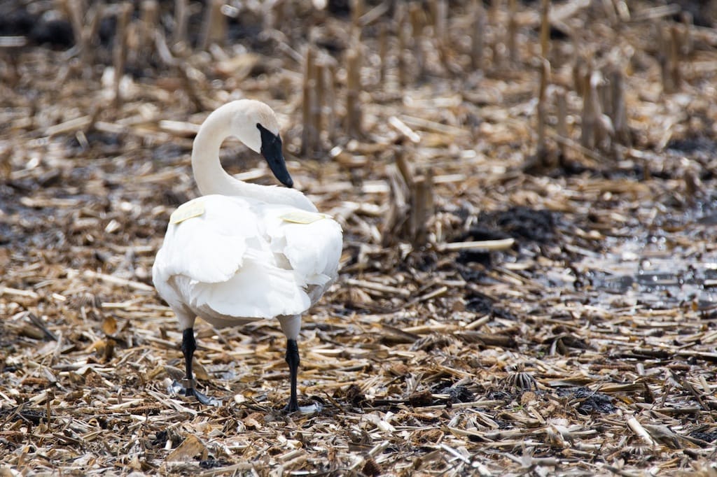 TRUMPETER SWAN 3