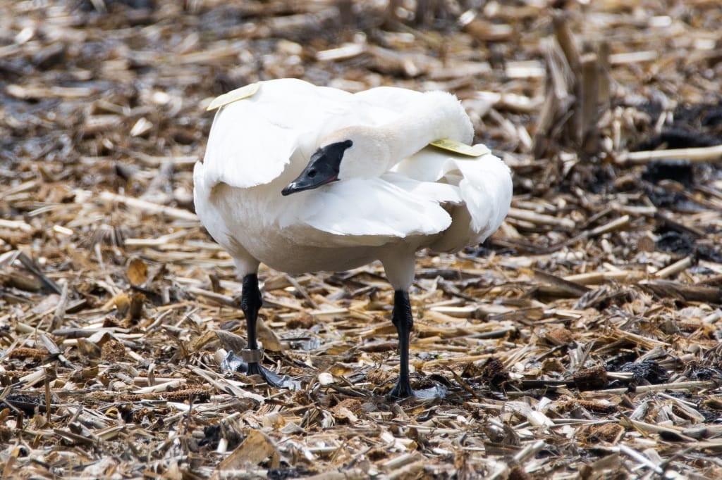 TRUMPETER SWAN 4