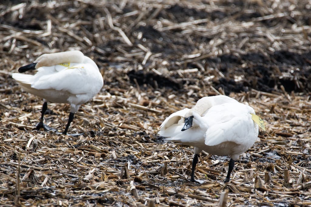 TRUMPETER SWAN 5