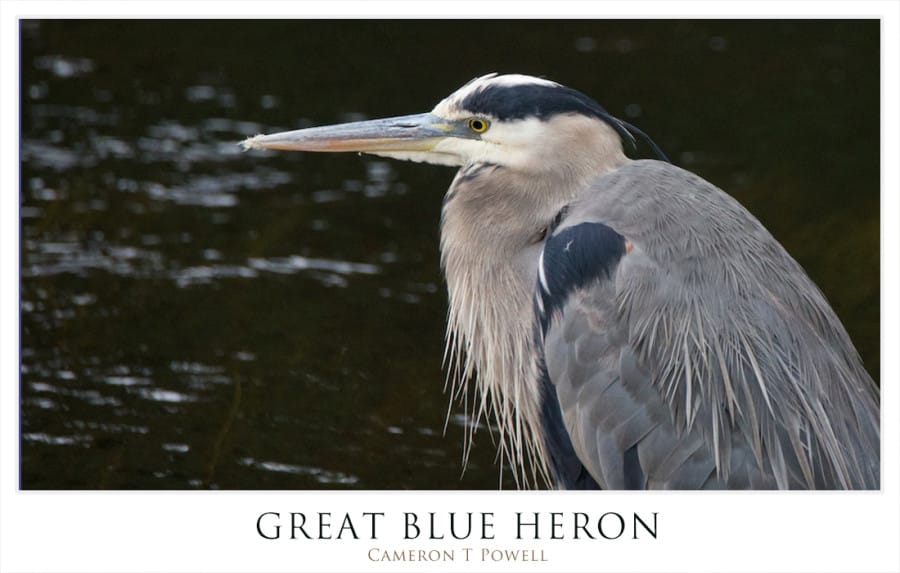 GBHERON1234567