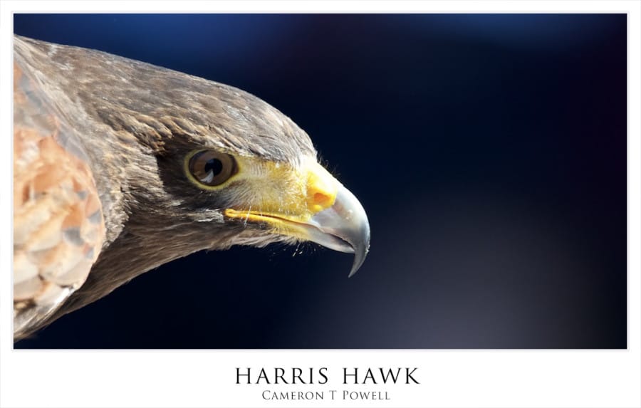harris hawk 1