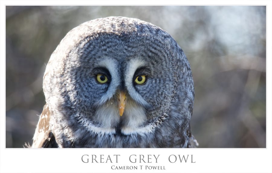 GREAT GREY OWL 2 NOV 8 2015