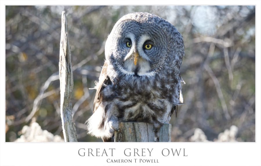GREAT GREY OWL 3 NOV 8 2015