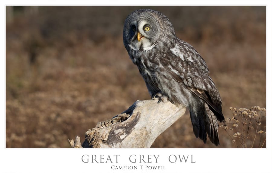GREAT GREY OWL 5 NOV 8 2015
