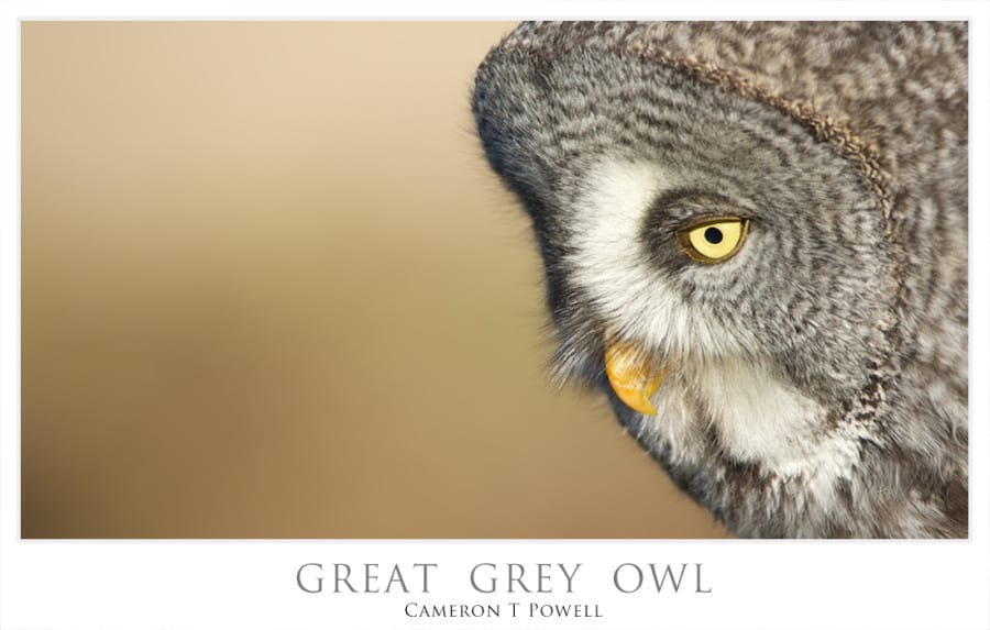 GREAT GREY OWL 7 NOV 8 2015