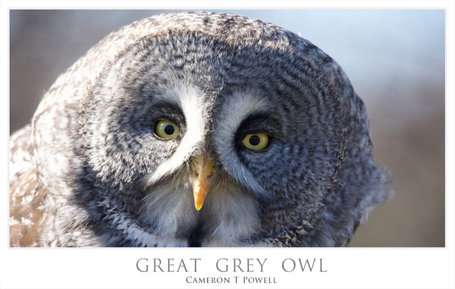 GREAT GREY OWL  NOV 8  2015