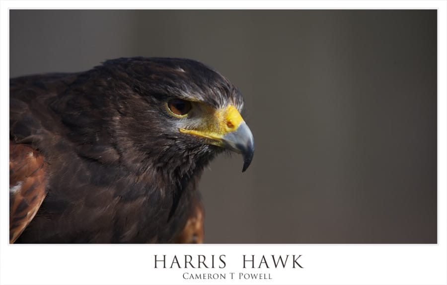 HARRIS HAWK 12345