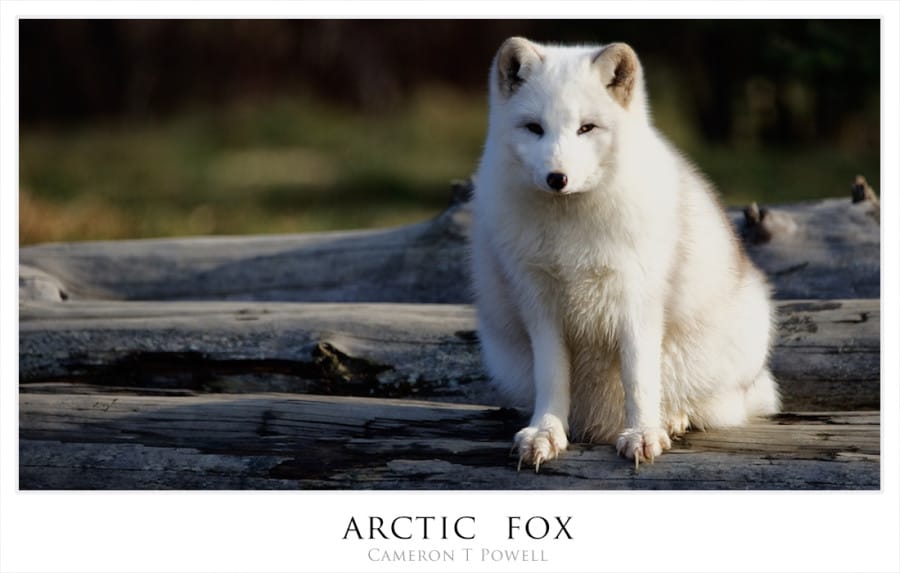 afox 1