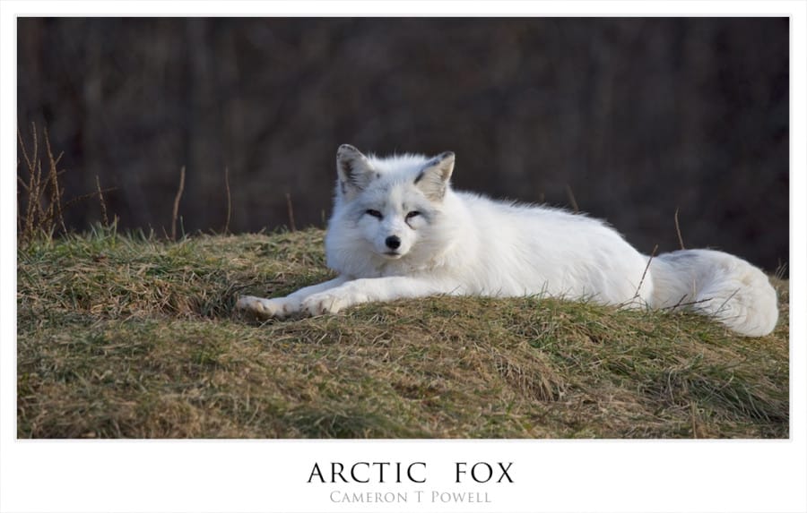 afox
