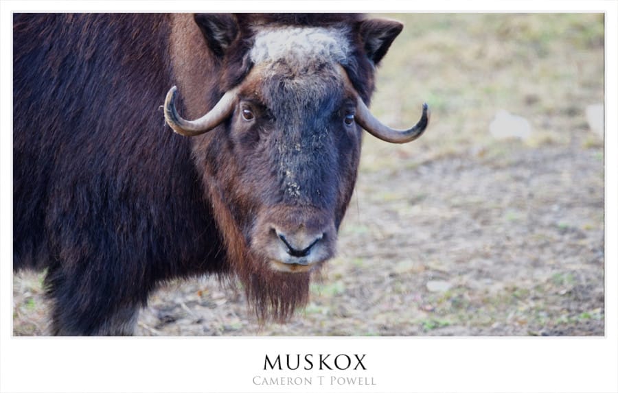 muskox 2