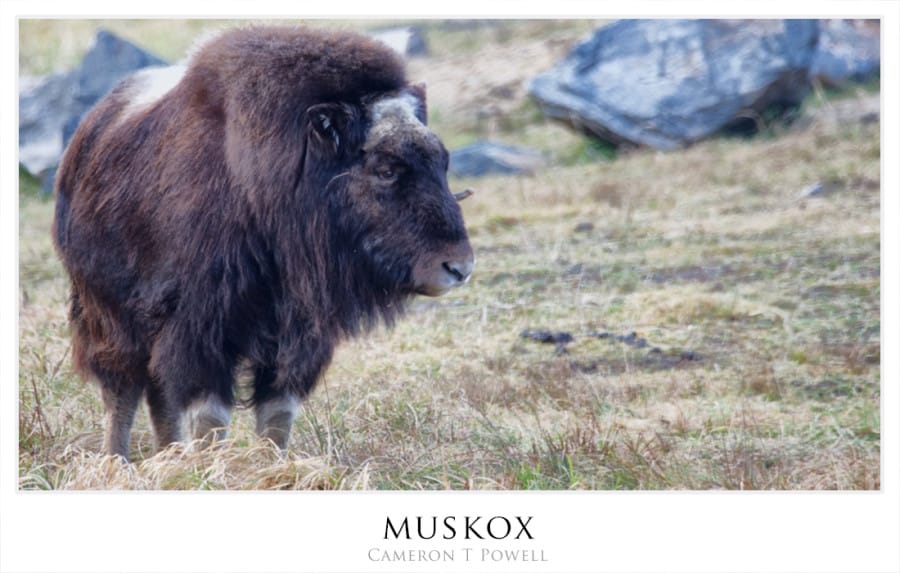 muskox