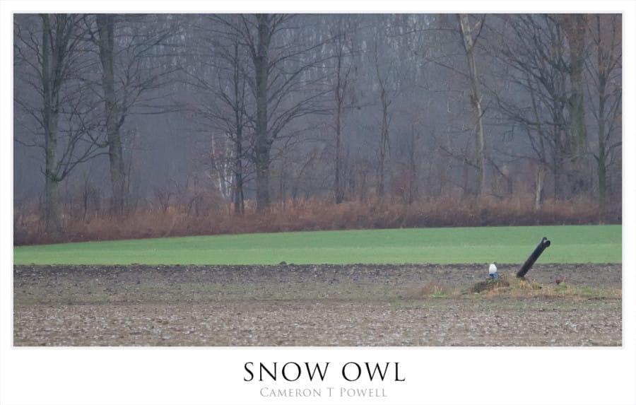 snow o 1