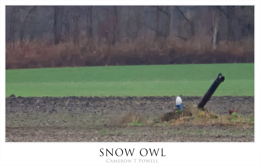 snow o 2