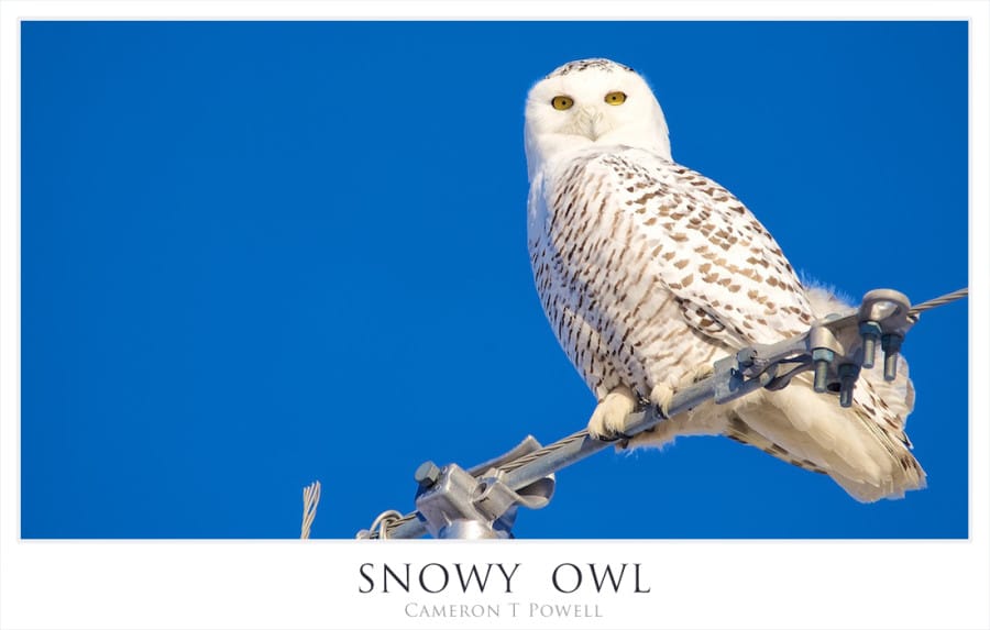 BLUE BIRD SNOWY