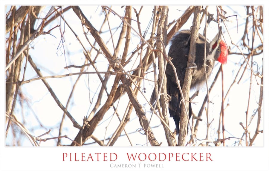 PWPECKER