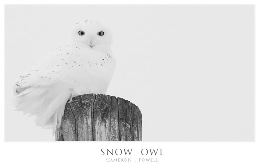 baw snow owl 2016 b and  w