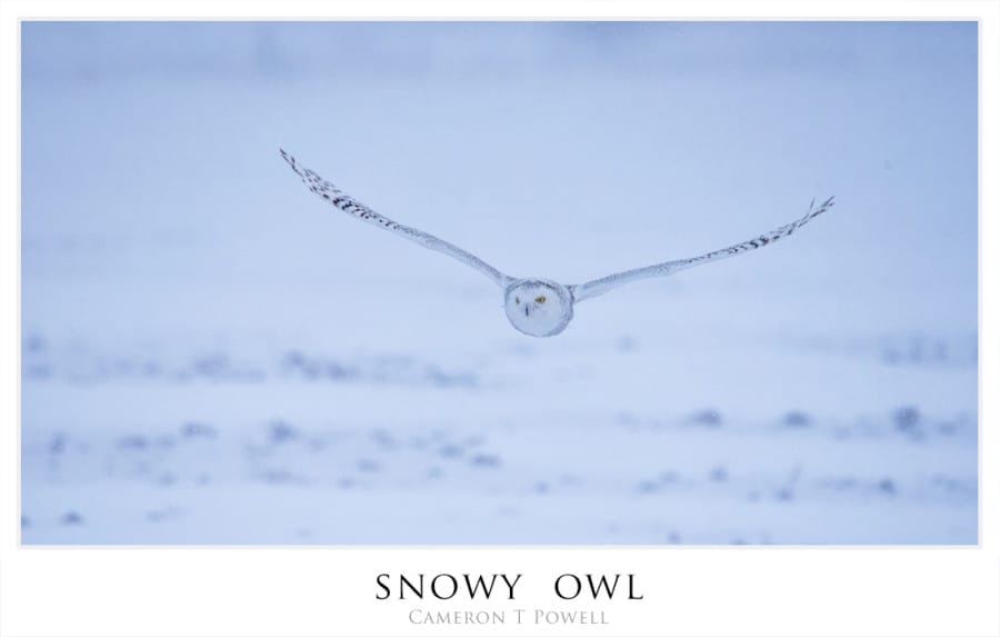 sowl 1