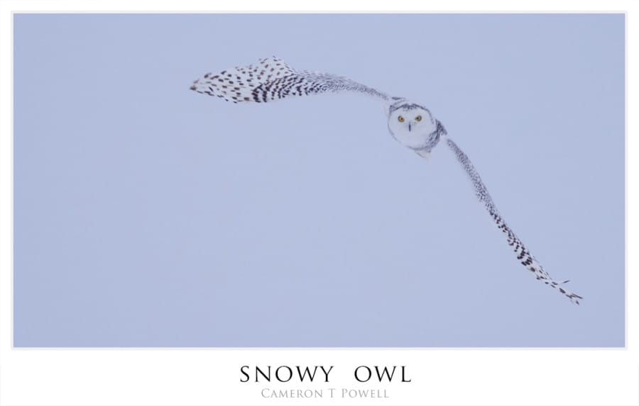 sowl 4