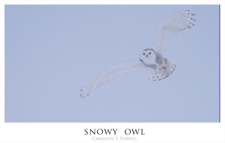 sowl 6
