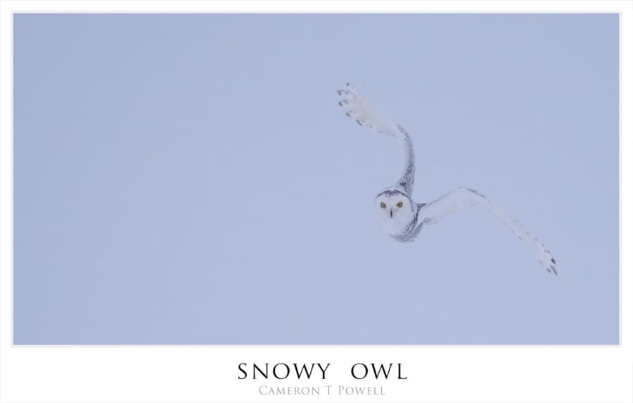 sowl3
