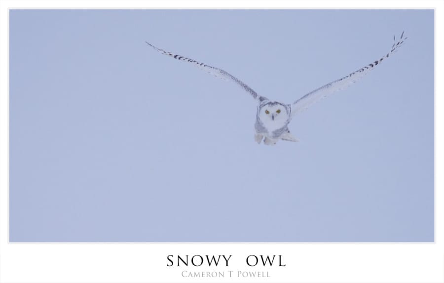 sowl5