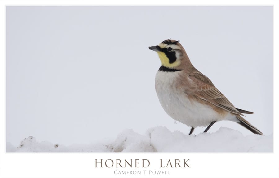 HORNED LARK 2016 1
